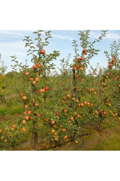 Яблуня домашня Джонаголд Декоста — високоврожайний зимовий сорт яблуні.